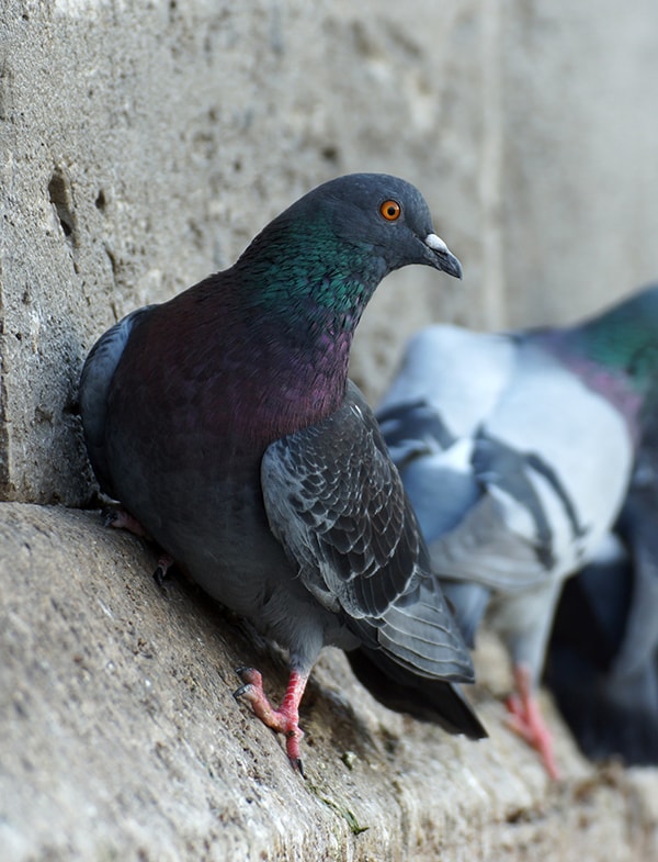 Expert en dépigeonnage avec Alternative 4D