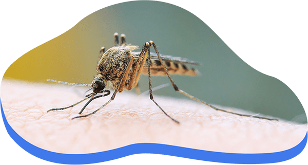 Démoustication du moustique commun avec Alternative 4D