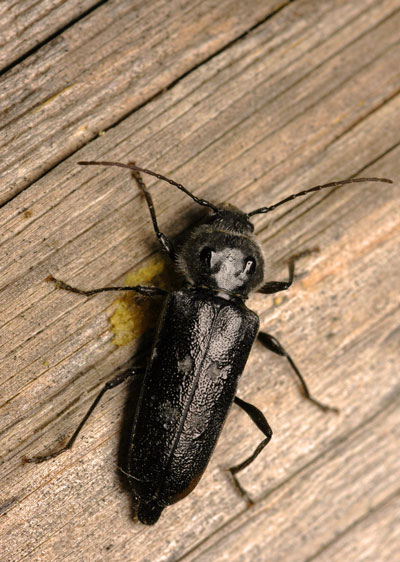 Lutter contre les insectes xylophages avec le traitement de