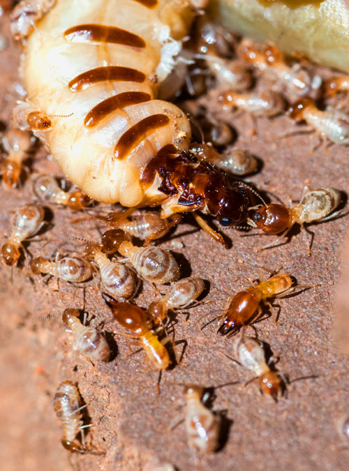 Spécialiste de la lutte contre les colonies de termites Alternative 4D