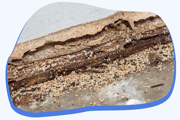 Spécialiste de la lutte contre les dégâts de termites Alternative 4D
