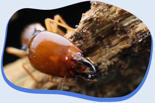 Spécialiste de la lutte contre les termites Alternative 4D